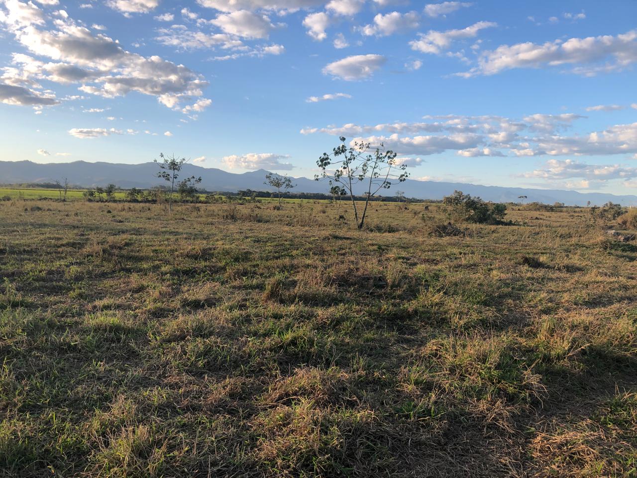 Pasto amplo com árvore e Serra da Mantiqueira ao fundo na Fazenda Marajoara — Caçapava, SP